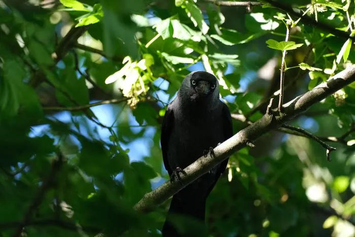 Adult jackdaw showing anti-predator vigilance