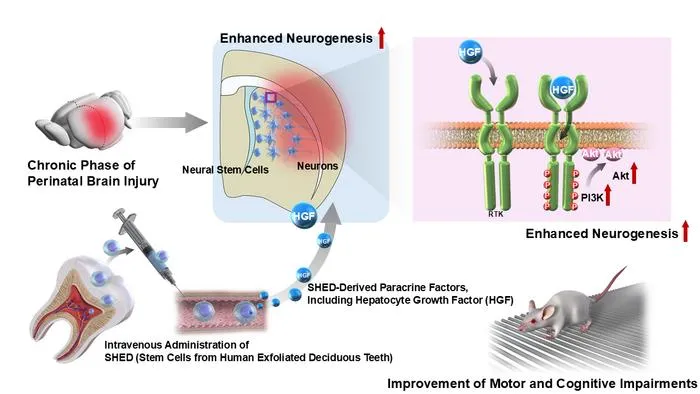 SHED-derived HGF