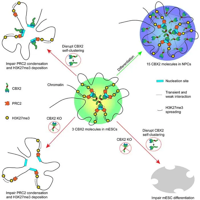 Self-clustering of three CBX2 molecules organizes Polycomb condensates to regulate H3K27me3 deposition and drive cell differentiation
