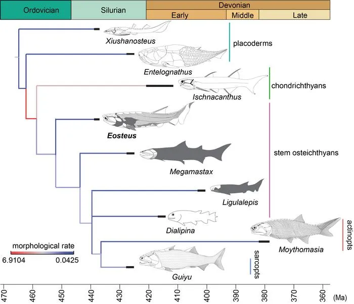 Morphological evolution of early jawed vertebrates, showing the position of Eosteus and Megamastax among stem bony fishes