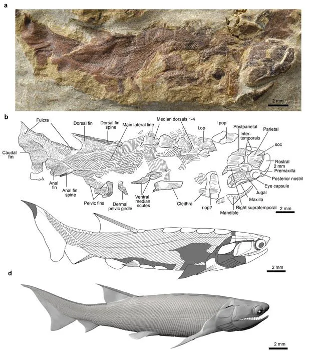 Fossil and reconstruction of Eosteus