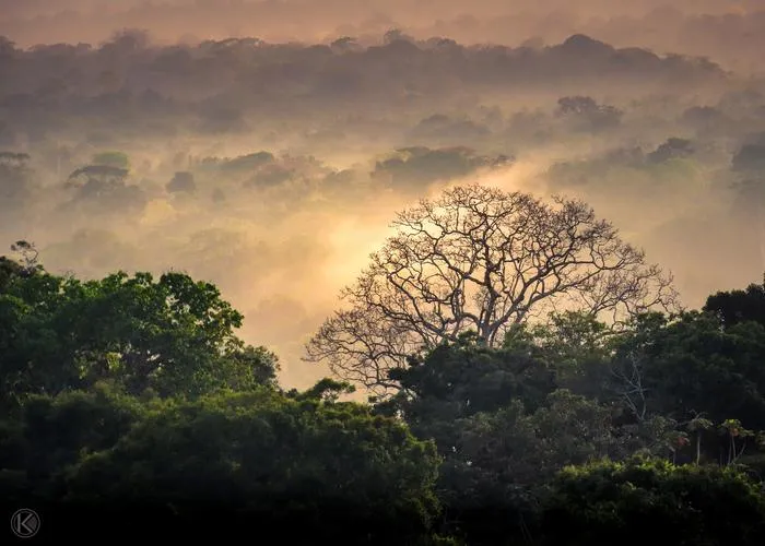 Tropical Forest
