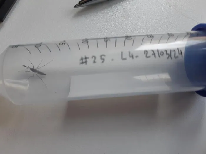 Mosquito in a vial, after recording and before identification