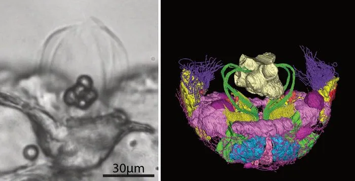 The ctenophore's aboral organ shows surprising complexity