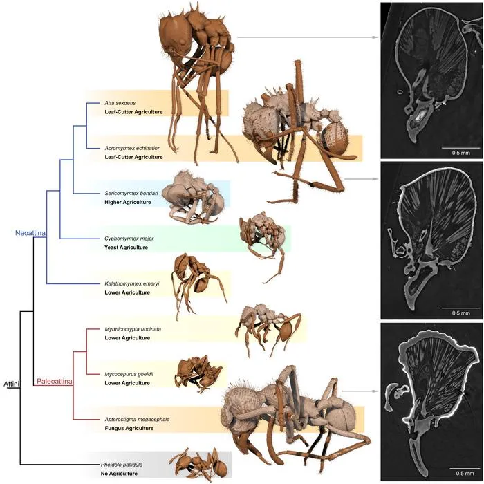 Trait recognition with Antscan reveals prevalence of biomineral armor