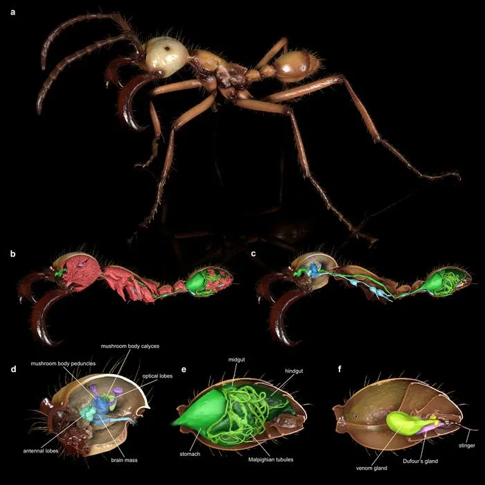 Exemplary Antscan renderings of an Eciton hamatum sub-soldier