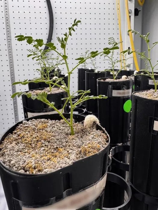 Chickpea plants in their growth chamber