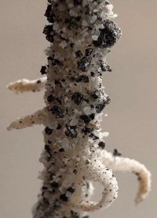 Chickpea plant root in regolith simulant