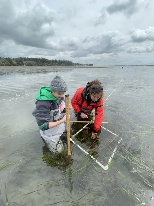 Eelgrass monitoring