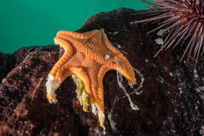 Cookie sea star wasting