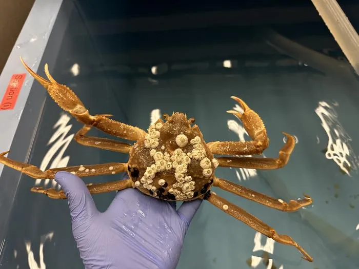 Snow crab experiment