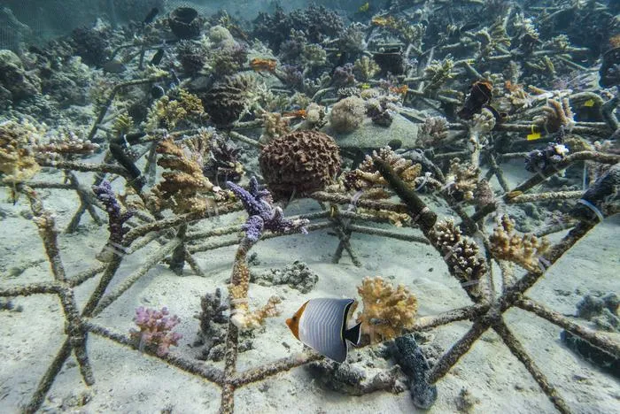 Coral restoration