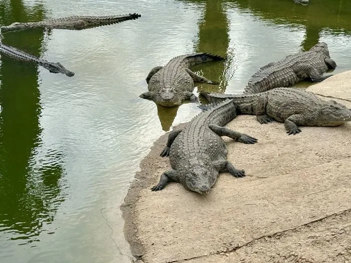 Crocodiles at Le Bonheur Reptile Adventures.