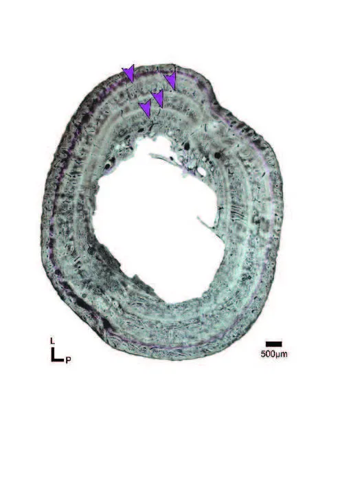 Growth marks in a femur of C. niloticus.