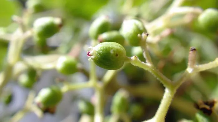 260305-Suetsugu-Cradle-Fruit