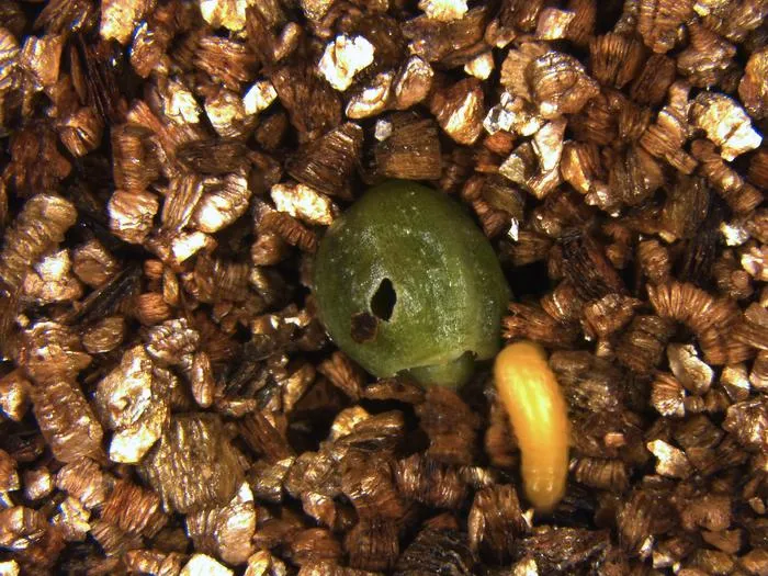 260305-Suetsugu-Cradle-Larva