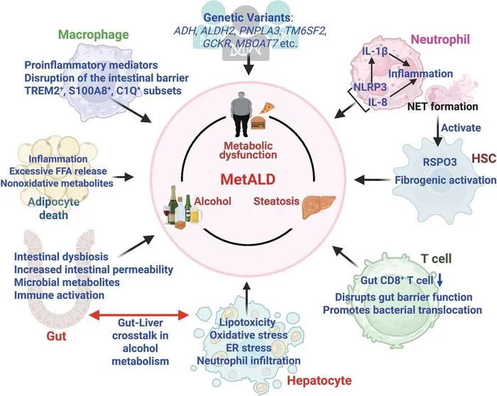 Pathogenesis of MetALD. Various molecular and cellular mechanisms contribute to the pathogenesis of MetALD.