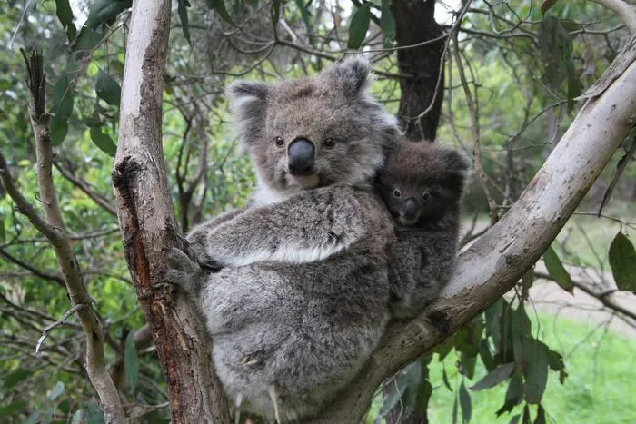 Koala and joey