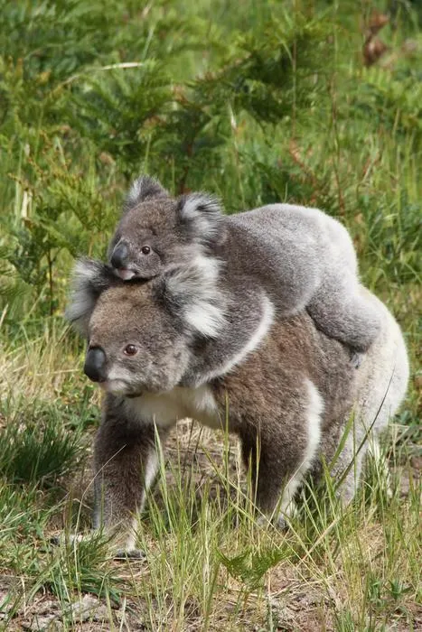 Koala with joey on its back