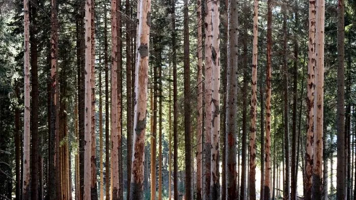 TUM researchers have modeled how bark beetles, storms and wildfires could affect Europe’s forests.