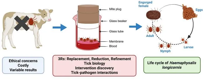 Host-free tick feeding