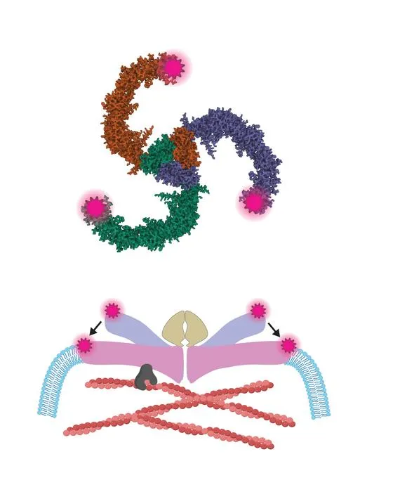 A new clue to how the body detects physical force