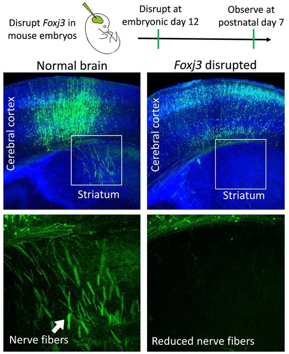 FOXJ3 is expressed in NSCs in the VZ and neurons in the CP during cortical development.