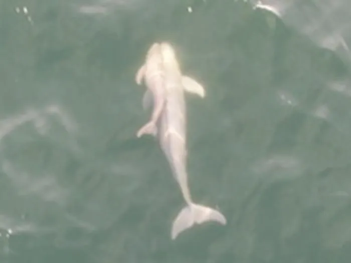 Social contact between an infant narrow-ridged finless porpoise and a likely unrelated adult
