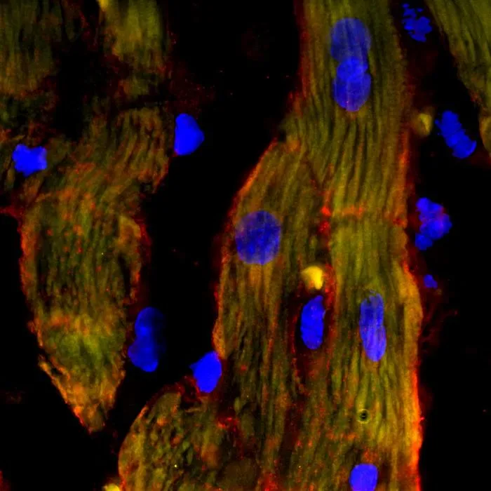 microscopy slide