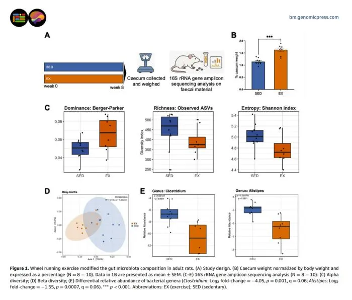 Wheel running exercise modified the gut microbiota composition in adult rats