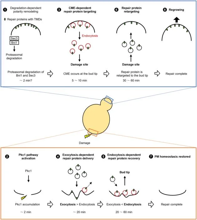 Model of the cellular response to plasma membrane damage in budding yeast