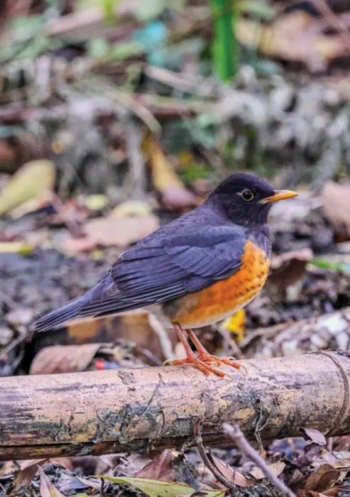 Photograph of Turdus dissimilis