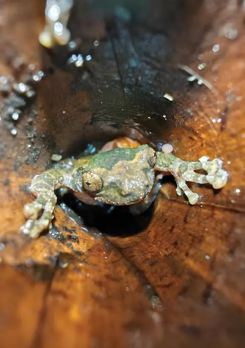 Adult male of Gracixalus weii inhabits bamboo