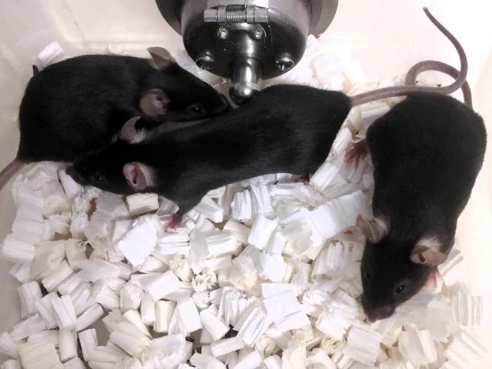 Mice are commonly used in reproductive toxicity testing.
