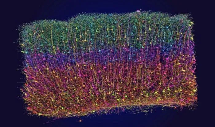 3D reconstruction of neurons from electron microscope data as part of the MICrONS project