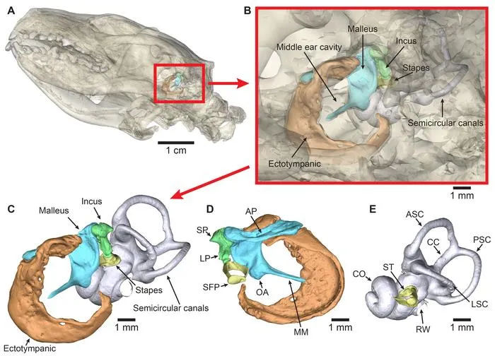 European Hedgehog Ear anatomy