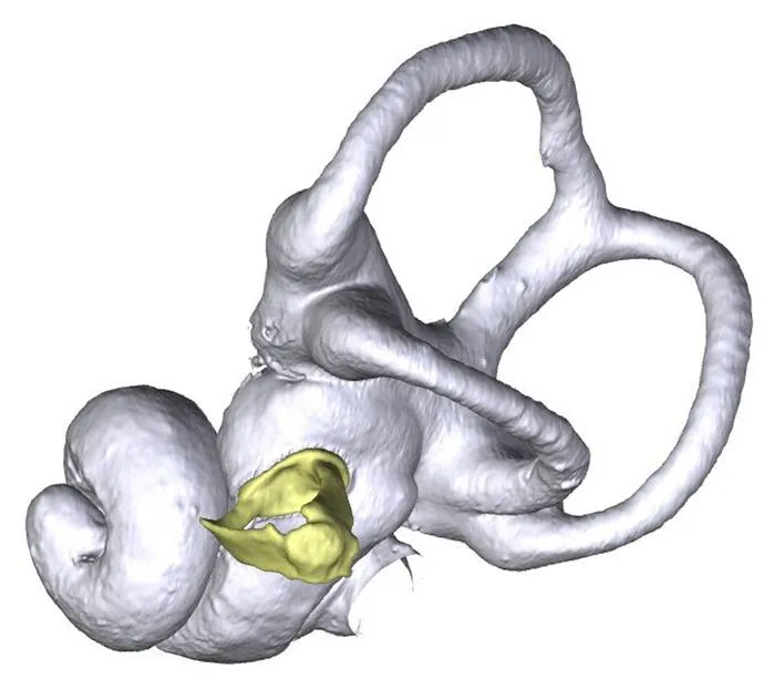Hedgehog model showing earbones.