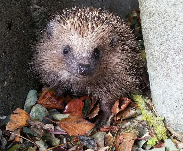 European hedgehog. Credit: Tine Reinholt Jensen