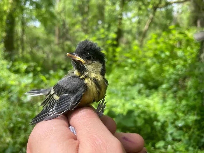 Great tit nestling. Credit: David López-Idiáquez
