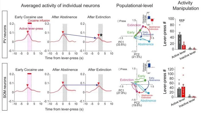 Secret to Drug Addiction Relapse Found: Brain's Addiction Circuit Identified​