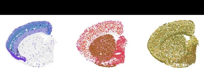 Spatial transcriptomics mouse brain