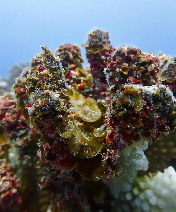 Dead coral