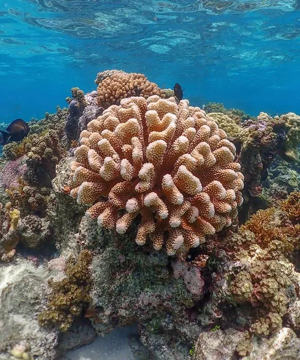 Living coral