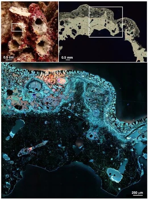 Coral under the microscope