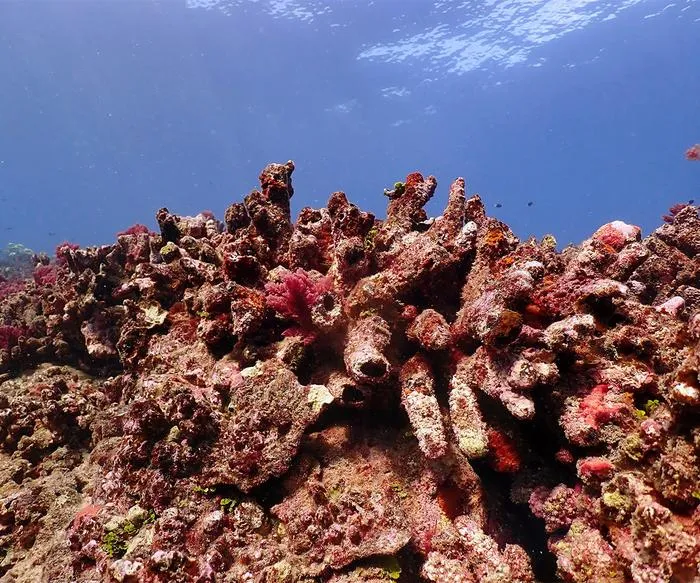 Hollowed-out coral
