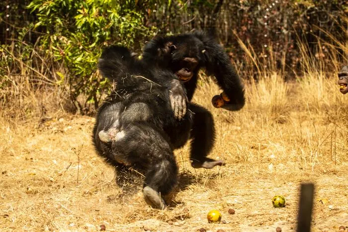 Chimpanzee aggression