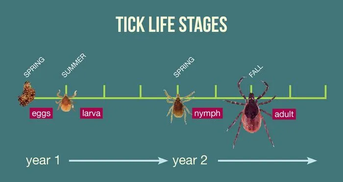 Life cycle of the blacklegged tick.
