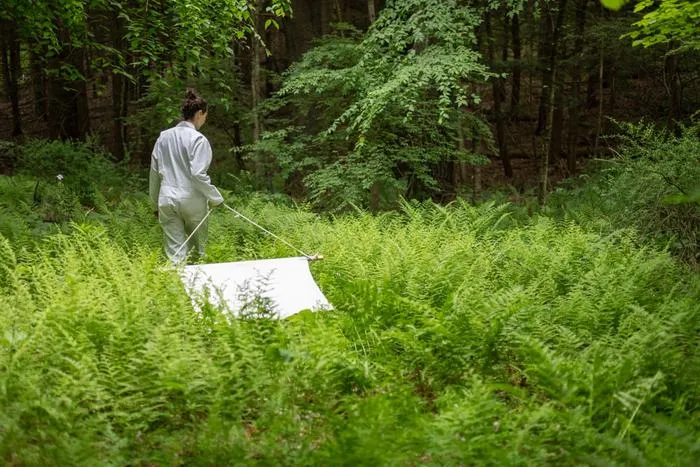 Sampling for ticks on Cary Institute’s campus.