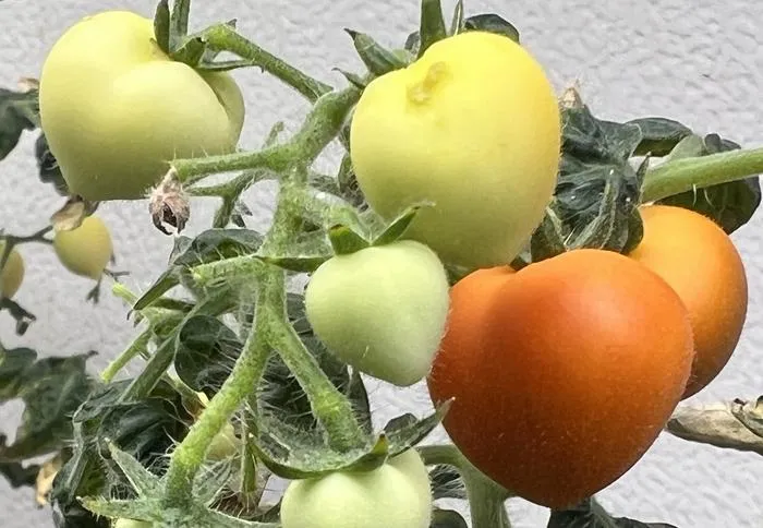 Tomato Plants