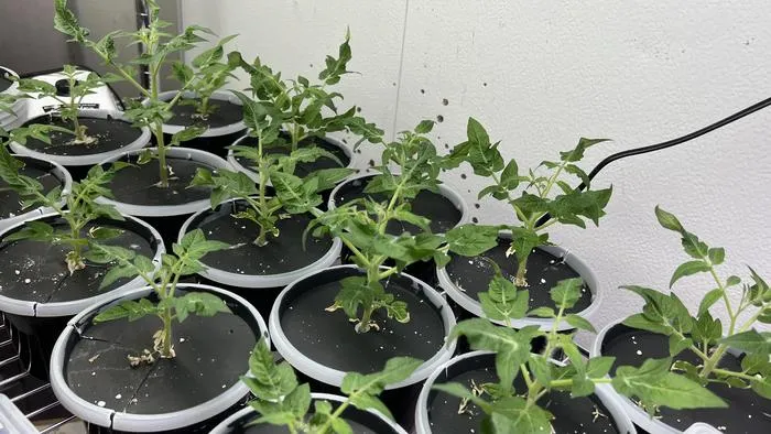 Potted tomato plants